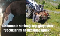 Geçim Kaynağı Telef Oldu: Hakkarili Annenin Gözyaşları Yürek Dağladı