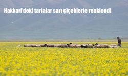 Yüksekova Ovası İlkbaharla Sarıya Büründü