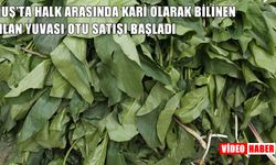 Muş'un dağlarından şifa kaynağı: Gari bitkisi tezgahlarda yerini aldı