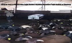 Elazığ’da Tarım ve Hayvancılıkta Sağlık Hamlesi: Küçükbaş Hayvanlara Yoğun Aşılama ve Küpeleme
