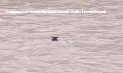 Tunceli'de 1 Mayıs Fırtınası, Yaban Hayatını da Zorluyor