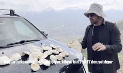 Erzincan Dağlarında Doğal Olarak Yetişen Çaşır Mantarı Pazar Tezgâhlarında El Yakıyor
