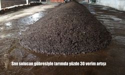 Sıvı Solucan Gübresiyle Tarımda Devrim: Verimlilikte Yüzde 30’luk Artış Sağlanıyor