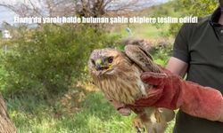 Elazığ’da Yaralı Halde Bulunan Şahin Koruma Altına Alındı