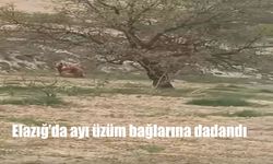 Elazığ’ın Ağın İlçesinde Ayı Korkusu: Üzüm Bağlarına Saldırdı