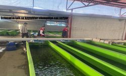 Erzincan’ın tatlı su kaynakları ekonomiye can veriyor