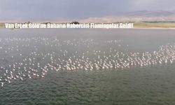 Van Erçek Gölü’ne Baharın Habercisi Flamingolar Geldi!