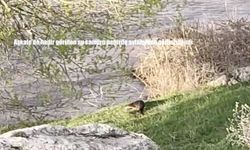 Aşkale’de nadir görülen su samuru nehirde avlanırken görüntülendi