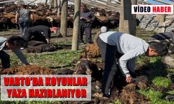 Varto’da koyunların kırkım mesaisi başladı