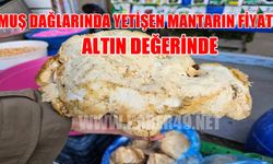 Altın değerinde: Muş dağlarında yetişen mantarın kilosu 750 TL'den satılıyor