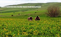 Ahlat’ın Yaylalarında Bahar Güzelliği: Doğanın Renkli Uyanışı Başladı