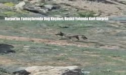 Harput’un Yamaçlarında Dağ Keçileri, Baskil Yolunda Kurt Sürprizi