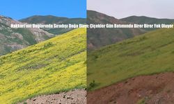 Hakkari’nin Dağlarında Sıradışı Doğa Olayı: Çiçekler Gün Batımında Birer Birer Yok Oluyor