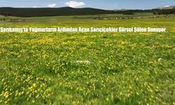 Sarıkamış’ta Yağmurların Ardından Açan Sarıçiçekler Görsel Şölen Sunuyor