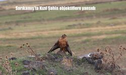 Sarıkamış’ın Yaban Hayatı Zenginliği Bir Kez Daha Gözler Önüne Serildi