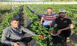 Batman’da Organik Çilek Sezonu Başladı: Sason’da Hasat Bereketi Yaşanıyor