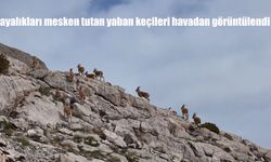 Yaban Keçileri Erzincan'ın Kayalıklarında Havadan Görüntülendi
