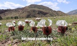 Erzurum Oltu’da Kurt Kulağı Çiçekleri Görsel Şölen Sunuyor