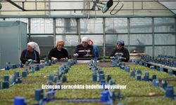 Erzincan, Seracılıkta Bölgenin Yeni Üssü Olma Yolunda İlerliyor