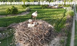 Iğdır’da elektrik direkleri leylek yuvasına döndü