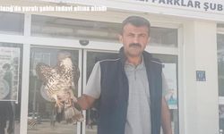 Elazığ’da Yaralı Şahin Kurtarıldı, Tedavi Edilerek Doğaya Bırakılacak