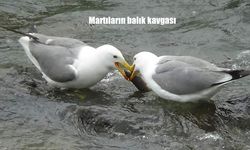 Martıların Balık Kavgası: Van Gölü'ndeki İlginç Doğa Mücadelesi