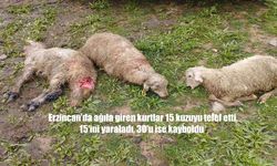 Kurt Saldırısı Hacıbayram Köyü'nü Vurdu: 60 Küçükbaş Hayvan Etkilendi