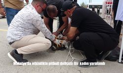 Etkinlik Alanında Panik Anları: Pitbull Kalabalığın İçine Daldı