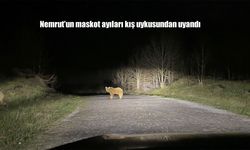 Kaldera'da Turizm Sezonu Başladı, Ayılar Görülmeye Başladı
