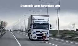 Erzurum’da Tosun Karayoluna Çıkınca Trafikte Korku Dolu Anlar Yaşandı