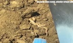 Elazığ'da sıcaklıklarla birlikte yılan alarmı: Vatandaşlar tedirgin