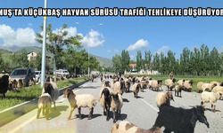 Muş’ta göçerlerin yayla yolculuğu trafikte tehlike yaratıyor