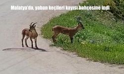 Malatya'da Nesli Tehlike Altındaki Yaban Keçileri Kayısı Bahçesinde Görüntülendi