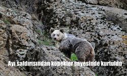 Mahallede Dehşet Anları: Ayı Saldırısına Köpekler Engel Oldu