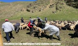 Yüksekova’da şap hastalığına karşı seferberlik: Aşılama çalışmaları tüm hızıyla sürüyor