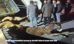 Bingöl Karlıova'da kurbanlık taşıyan tır devrildi: Onlarca küçükbaş hayvan telef oldu