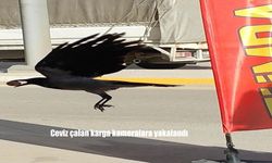 Ceviz Hırsızı Karga Elazığ’da Kameraya Takıldı!