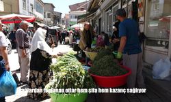 Van’ın Yüksek Yaylalarından Toplanan Şifalı Otlara Yoğun Talep
