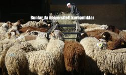 Üniversiteli Kurbanlıklar Yoğun İlgi Görüyor: Kilosu 300-310 Lira