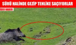 Muş’ta domuz sürüsü kameralara takıldı