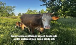İş Makinesi Operatörünün Cesur Müdahalesiyle Kurtarılan İnek, Şimdi Buzağısıyla Mutlu