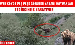 Varto’da görülen domuz sürüsünden sonra ayı şoku!