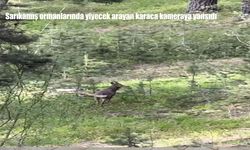 Sarıçam Ormanlarında Nadir Karaca Görüntüsü Heyecan Yarattı
