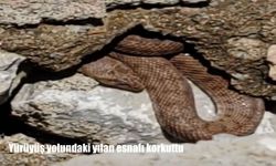 Malatya’da yürüyüş yolunda görülen yılan paniğe neden oldu