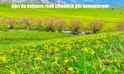 Ağrı Ovalarında Baharın Ritmi: Doğa Yeniden Hayat Buldu