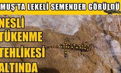 Hasköy’ün Karakütük dağlarında benekli semender görüldü