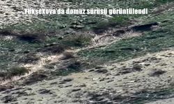 Yüksekova'da Domuz Sürüsü Kameralara Yansıdı: Doğal Hayat Endişe Veriyor