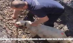 Diyarbakır’da Kanalizasyona Sıkışan Kuzu İtfaiyenin Müdahalesiyle Kurtarıldı