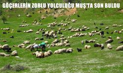 Güneydoğu’nun Göçerleri Yaylalara Vardı: Zorlu Yolculuk Muş’ta Son Buldu