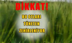 Muşlular dikkat: Bu otları yiyenler zehirleniyor!